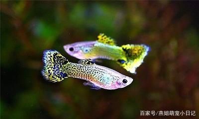 觀賞魚常見疾病預防措施：觀賞魚常見疾病預防措施包括以下幾點：1)保持水質清潔 觀賞魚百科 第3張