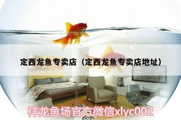 山南龍魚專賣店：定西龍魚專賣店 全國觀賞魚市場 第4張