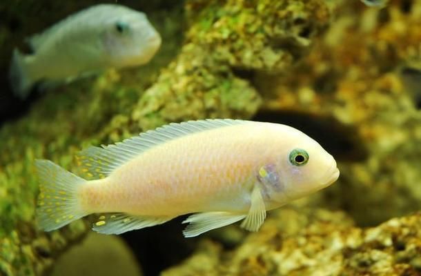 觀賞魚飼料自制的步驟：自制觀賞魚飼料保存方法，不同觀賞魚飼料配方差異 觀賞魚百科 第2張