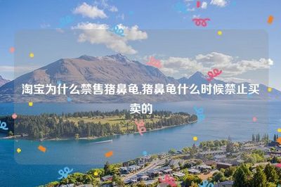 豬鼻龜怎么買不到了：2020年豬鼻龜為什么買不到了豬鼻龜還有賣嗎