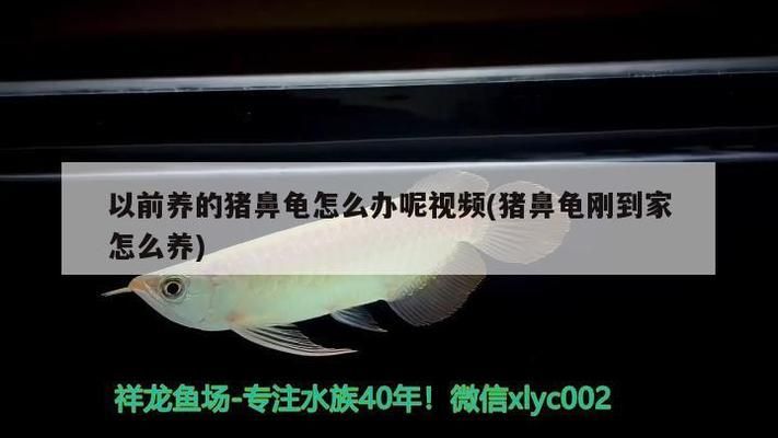 豬鼻龜怎么買不到了：2020年豬鼻龜為什么買不到了豬鼻龜還有賣嗎 豬鼻龜百科 第7張