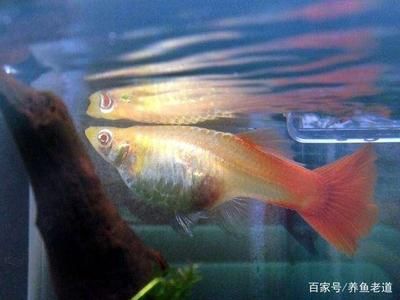 觀賞魚繁殖期間水質(zhì)管理：夏季觀賞魚水質(zhì)維護(hù)方法，水族箱除青苔的有效方法 觀賞魚百科 第3張