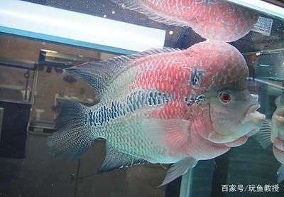 魚缸燈光顏色對(duì)魚的影響：如何防止魚缸藻類爆發(fā)，魚缸燈光對(duì)水質(zhì)的具體影響 魚缸百科 第1張