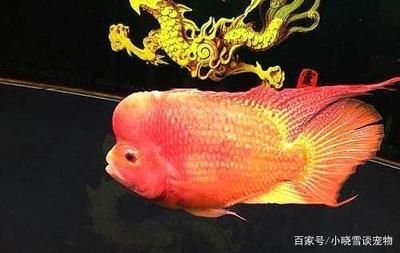 魚缸燈光顏色對(duì)魚的影響：如何防止魚缸藻類爆發(fā)，魚缸燈光對(duì)水質(zhì)的具體影響 魚缸百科 第3張