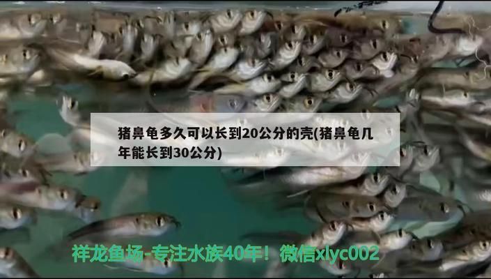 豬鼻龜幾年能長到30公分高嗎：豬鼻龜多久可以長到20公分的殼 豬鼻龜百科 第6張