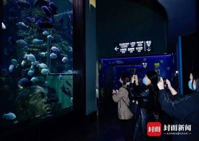 全國(guó)水族館排行2020年：2020年中國(guó)全國(guó)水族館排行 水族館百科（水族館加盟） 第3張