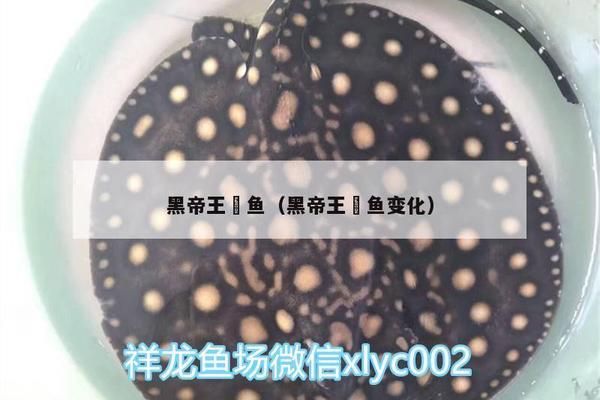 帝王魟魚飼料選擇技巧：帝王魟魚飼料保存方法 魟魚百科 第4張