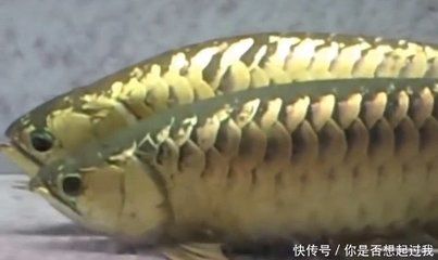 金龍魚繁殖環(huán)境要求詳解：金龍魚的繁殖環(huán)境要求 金龍魚百科 第5張