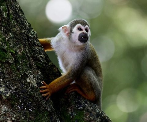 豬鼻龜是野生動物嗎為什么：豬鼻龜是野生動物嗎 豬鼻龜百科 第6張