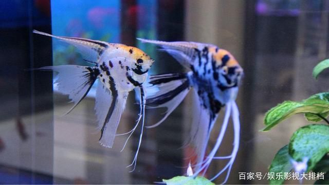 觀賞魚種源保護(hù)措施：觀賞魚種源保護(hù)