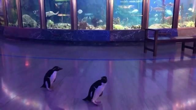 現(xiàn)在水族館生意怎么樣啊知乎：中國水族館行業(yè)發(fā)展趨勢