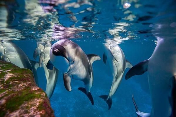 現(xiàn)在水族館生意怎么樣啊知乎：中國(guó)水族館行業(yè)發(fā)展趨勢(shì)