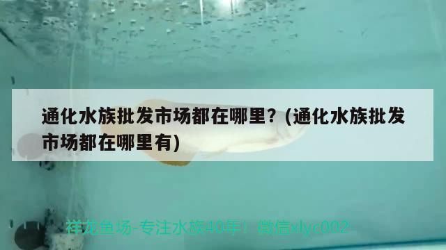 通化水族批發(fā)市場(chǎng)：通化水族批發(fā)市場(chǎng)是一個(gè)值得一游的地方值得一游的地方 全國(guó)觀賞魚(yú)市場(chǎng) 第5張