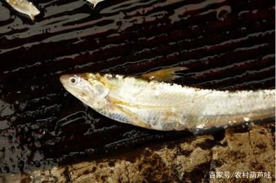 觀賞魚養(yǎng)殖成本控制策略：觀賞魚養(yǎng)殖業(yè)成本控制策略