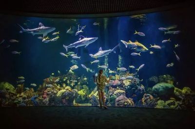 開一個水族館需要的采購清單是什么意思：開一個水族館需要的采購清單