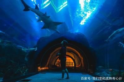 開一個(gè)水族館需要的采購清單是什么意思：開一個(gè)水族館需要的采購清單 水族館百科（水族館加盟） 第5張