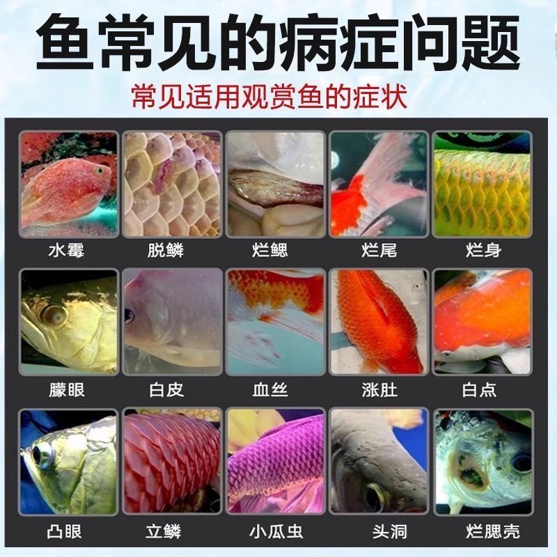 工筆金龍魚的畫法步驟：工筆畫金龍魚的畫法步驟 水族問答 第1張