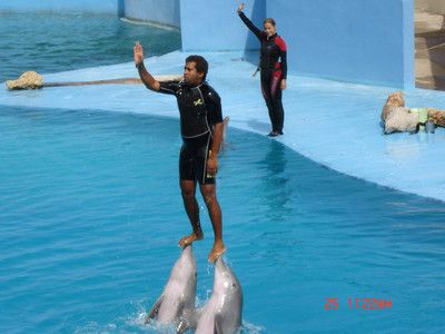 在水族館可以干什么活：在水族館工作是一種怎樣的體驗？