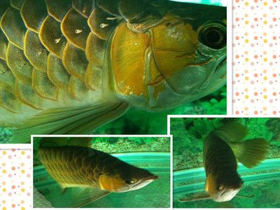 高溫下金龍魚食欲變化：如何降低魚缸水溫方法，金龍魚食欲下降處理辦法