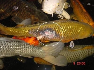 高溫下金龍魚食欲變化：如何降低魚缸水溫方法，金龍魚食欲下降處理辦法