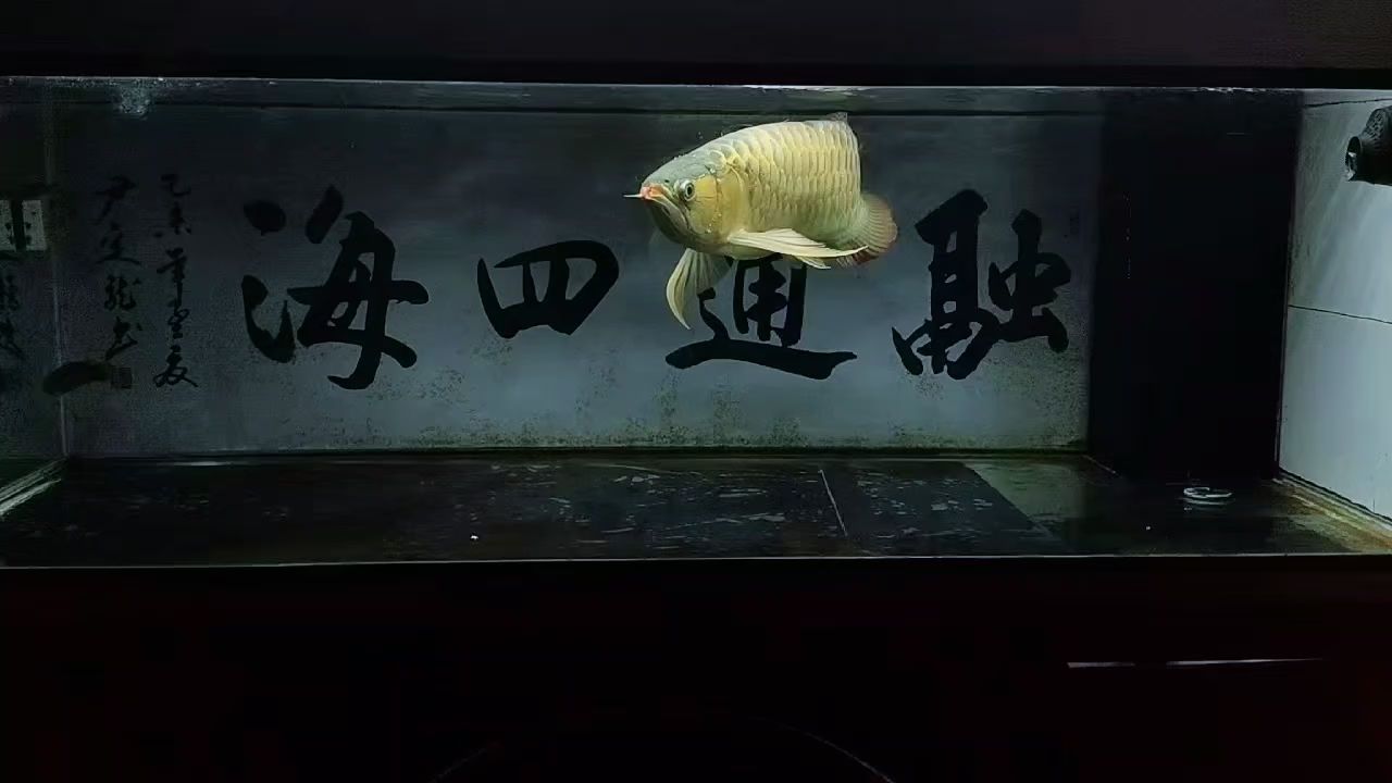 養(yǎng)魚養(yǎng)心：“養(yǎng)魚養(yǎng)心”是一種很好的生活態(tài)度和習(xí)慣