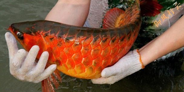 紅龍魚(yú)繁殖過(guò)程注意事項(xiàng)：紅龍魚(yú)的繁殖過(guò)程需要注意什么？ 龍魚(yú)百科 第4張