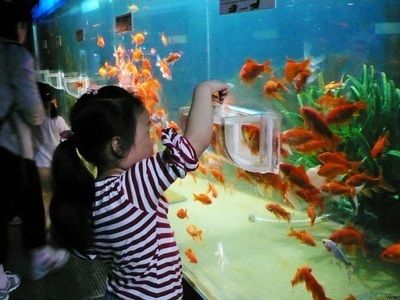 水族館游玩日記500字：探索海洋奇觀