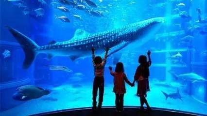 十大水族館介紹：上海海洋主題公園海洋主題公園、海洋主題公園之一水族館