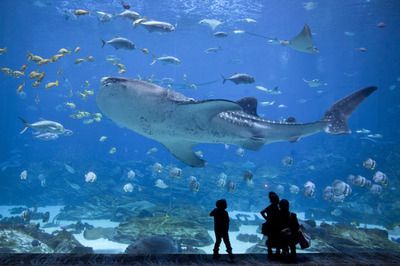 十大水族館介紹：上海海洋主題公園海洋主題公園、海洋主題公園之一水族館