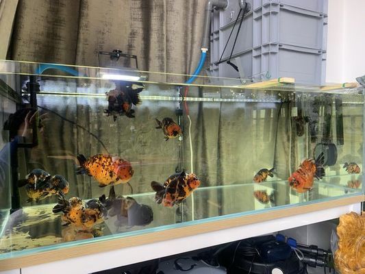 購買銀龍魚怎么挑選品種：關(guān)于銀龍魚的購買問題 水族問答