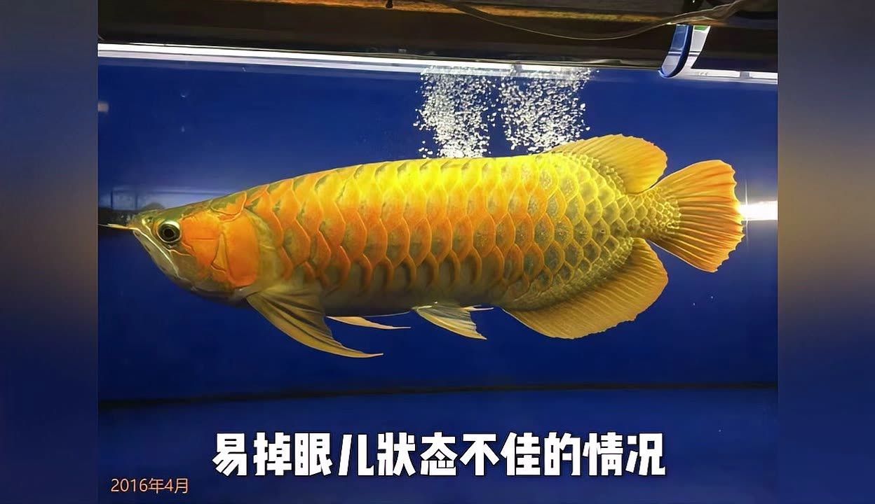 龍魚狀態(tài)不好怎么調(diào)整視頻：如何調(diào)整龍魚的狀態(tài) 龍魚百科 第4張