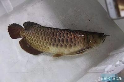 怎樣給龍魚進(jìn)行麻醉處理：如何給龍魚進(jìn)行麻醉處理 龍魚百科 第1張