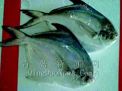 觀賞魚(yú)進(jìn)出口結(jié)構(gòu)變動(dòng)分析：中國(guó)的觀賞魚(yú)進(jìn)出口結(jié)構(gòu)的變化