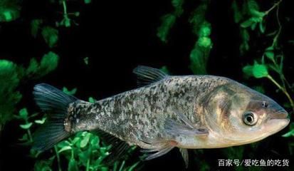 古典金龍魚的飼養(yǎng)條件和方法：金龍魚的水質(zhì)要求是什么？ 水族問答 第2張