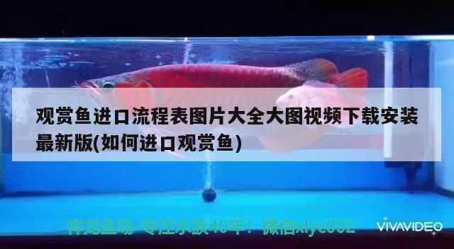 阿克蘇水族批發(fā)市場(chǎng)：新疆阿克蘇觀賞魚(yú)批發(fā)市場(chǎng) 全國(guó)觀賞魚(yú)市場(chǎng) 第4張