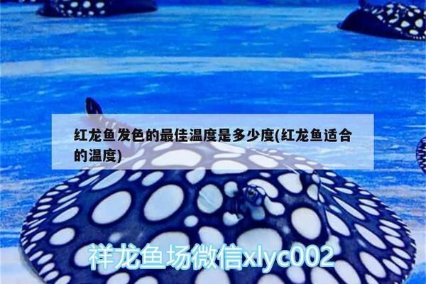 阿克蘇水族批發(fā)市場(chǎng)：新疆阿克蘇觀賞魚(yú)批發(fā)市場(chǎng) 全國(guó)觀賞魚(yú)市場(chǎng) 第6張