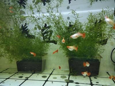 觀賞魚水質(zhì)檢測方法：如何選擇水質(zhì)檢測儀器 觀賞魚百科 第4張