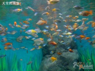 水族館里面有什么便宜好看的魚：便宜又好看的觀賞魚有哪些？