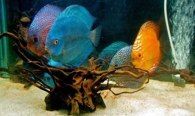 水族館里面有什么便宜好看的魚：便宜又好看的觀賞魚有哪些？ 水族館百科（水族館加盟） 第3張