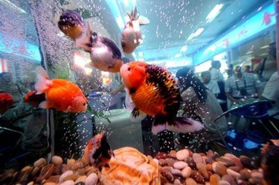 水族館里面有什么便宜好看的魚：便宜又好看的觀賞魚有哪些？ 水族館百科（水族館加盟） 第5張