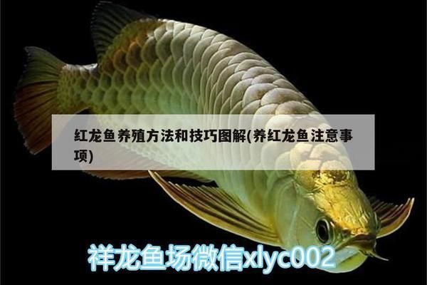 養(yǎng)紅龍魚注意事項和禁忌：養(yǎng)殖紅龍魚的注意事項 紅龍魚百科 第2張