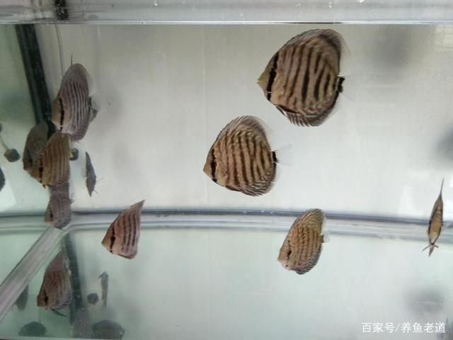 觀賞魚(yú)換水頻率對(duì)健康影響：觀賞魚(yú)換水頻率對(duì)其健康有影響嗎？ 觀賞魚(yú)百科 第4張