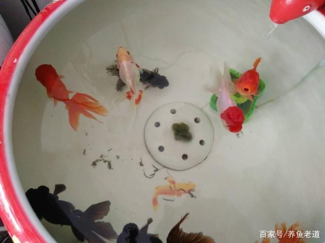 觀賞魚(yú)換水頻率對(duì)健康影響：觀賞魚(yú)換水頻率對(duì)其健康有影響嗎？ 觀賞魚(yú)百科 第5張