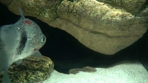 水族館魚類圖片：關(guān)于水族館魚類圖片的網(wǎng)站 水族館百科（水族館加盟） 第4張