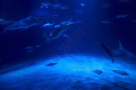 水族館魚類圖片：關于水族館魚類圖片的網(wǎng)站