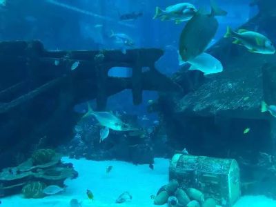 水族館哪個牌子的好：森森水族箱品牌介紹 水族館百科（水族館加盟） 第5張