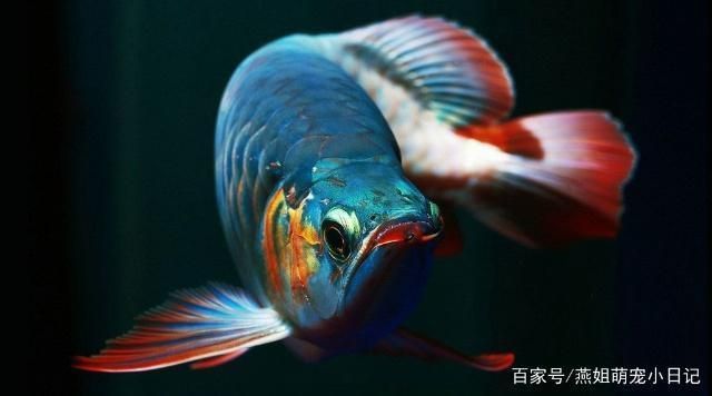 龍魚之巔二手交易：龍魚之巔二手交易平臺 龍魚百科 第5張