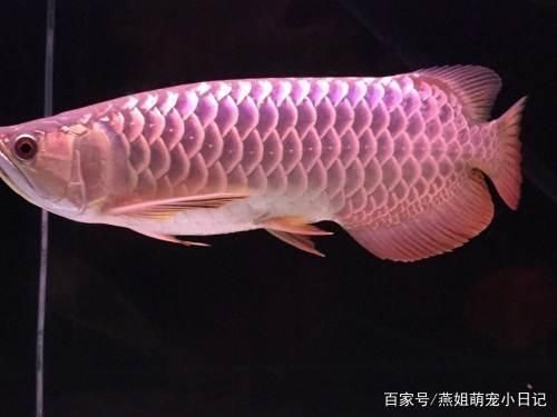 龍魚之巔二手交易：龍魚之巔二手交易平臺 龍魚百科 第4張