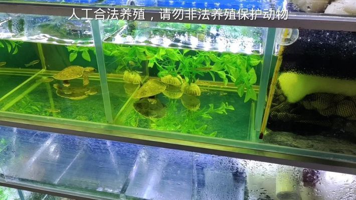 豬鼻龜合法證件：養(yǎng)豬鼻龜犯法嗎 豬鼻龜百科 第6張