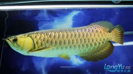 小紅龍魚飼料品牌推薦：小紅龍魚飼料品牌大全 龍魚百科 第5張